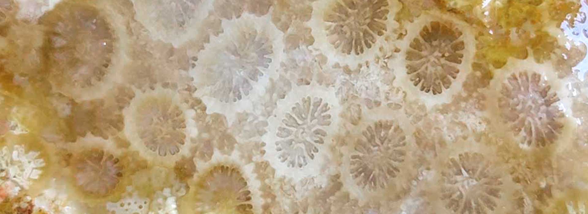 Agatized Fossil Coral