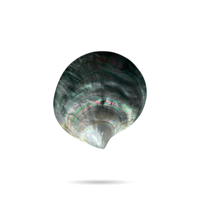Black Mother Of Pearl