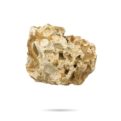 Agatized Coral